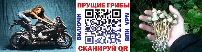 Псилоцибиновые грибы мухоморы  закладки  Правдинск 
